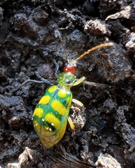 Diabrotica balteata