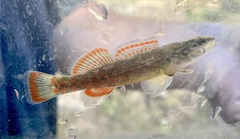 Etheostoma whipplei