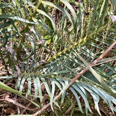 Macrozamia riedlei
