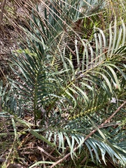 Macrozamia riedlei