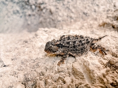Phrynosoma orbiculare