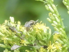 Lasioglossum pilosum