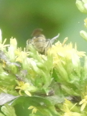 Lasioglossum pilosum