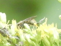Lasioglossum pilosum