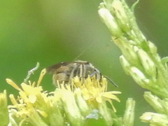 Lasioglossum pilosum