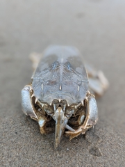 Blepharipoda occidentalis