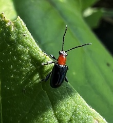 Acalymma trivittatum