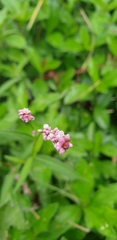 Persicaria decipiens