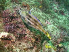 Meuschenia trachylepis