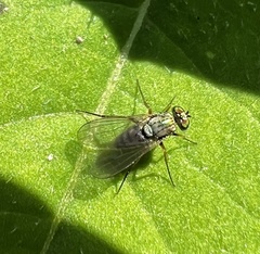 Diaphorinae