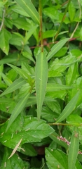 Persicaria decipiens