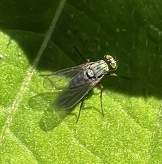 Diaphorinae