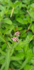 Persicaria decipiens