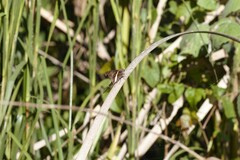 Chioides albofasciatus