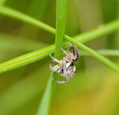 Euophryini