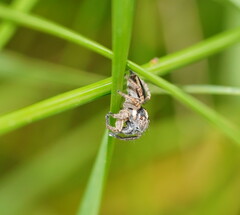 Euophryini