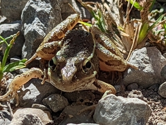 Lithobates sphenocephalus