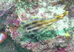 Meuschenia trachylepis