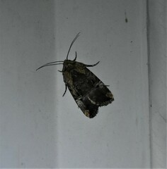 Elaphria chalcedonia