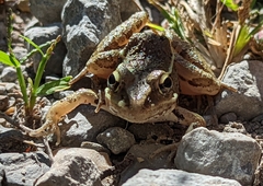 Lithobates sphenocephalus