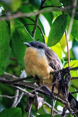 Coccyzus melacoryphus