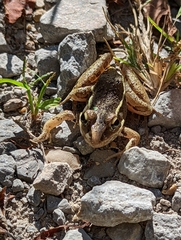 Lithobates sphenocephalus