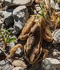 Lithobates sphenocephalus