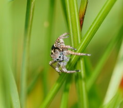 Euophryini