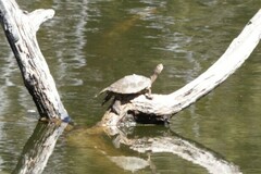 Graptemys pseudogeographica