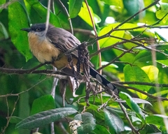 Coccyzus melacoryphus