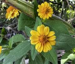 Melampodium divaricatum