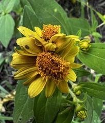 Melampodium divaricatum