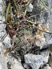 Cactoideae
