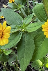 Melampodium divaricatum