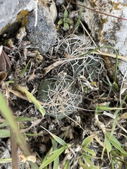 Cactoideae