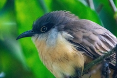 Coccyzus melacoryphus