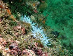Anthothoe albocincta