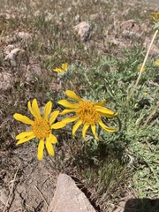 Balsamorhiza