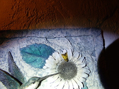 Papaipema cataphracta