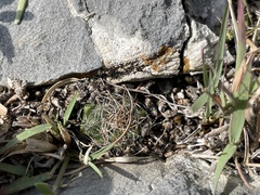 Cactoideae