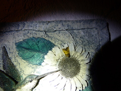 Papaipema cataphracta