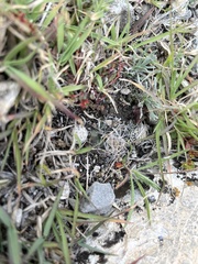 Cactoideae