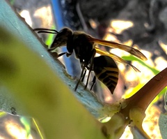 Brachygastra