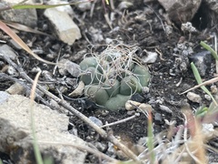 Cactoideae