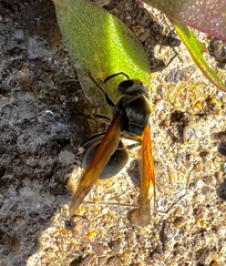 Brachygastra
