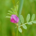Common Vetch - Photo (c) Reiner Richter, some rights reserved (CC BY-NC-SA), uploaded by Reiner Richter