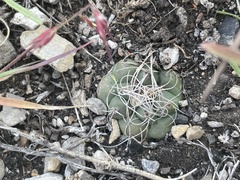 Cactoideae