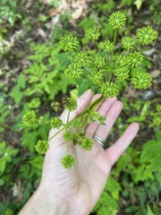 Angelica triquinata