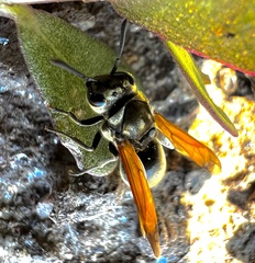 Brachygastra