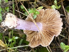 Inocybe lilacina